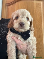 Cockapoo dogs 5 ⭐️ genetics F1b cockapoo apricot, chocolate - Advert 2