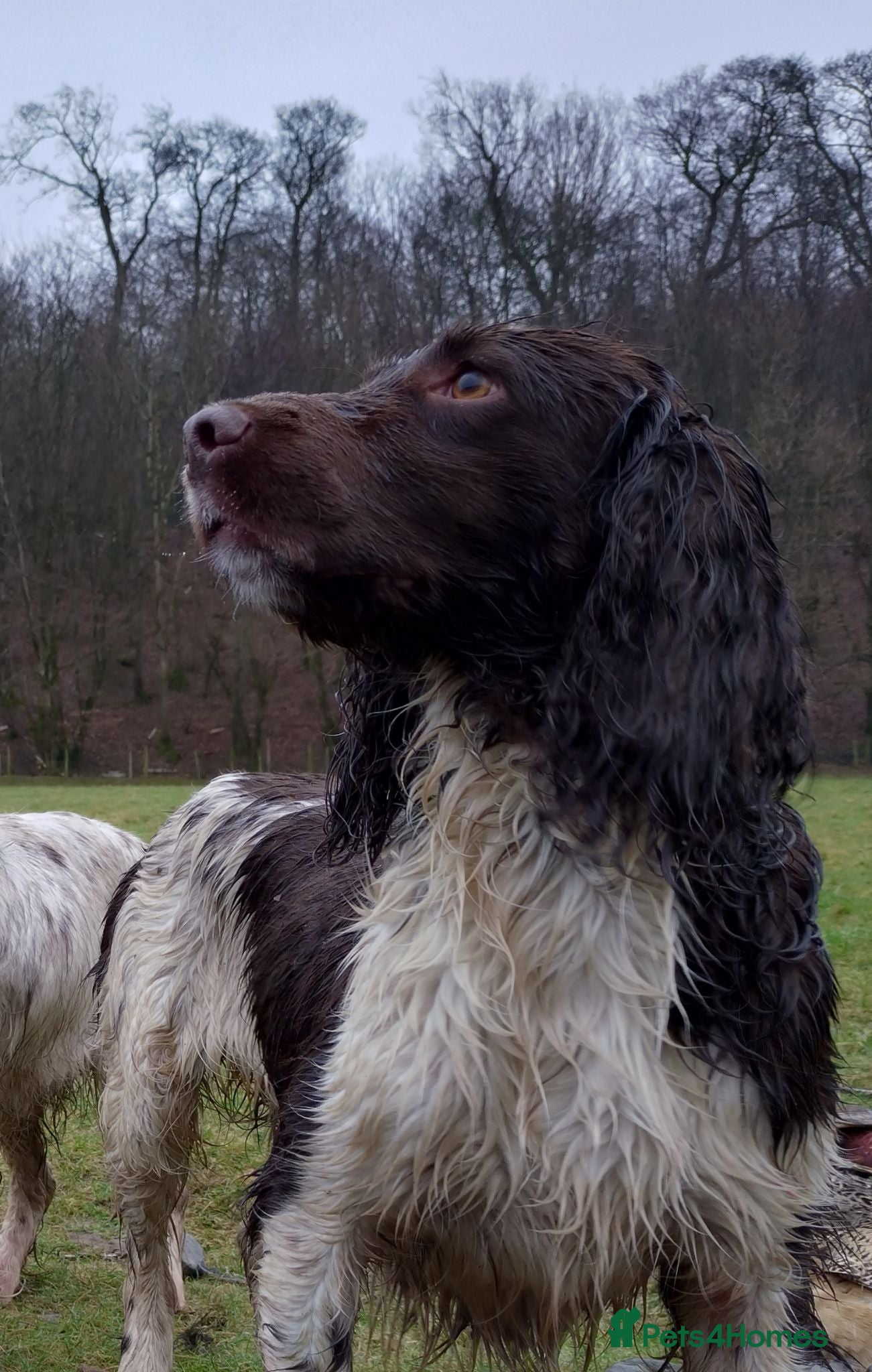 English Springer Spaniel dogs KC Registered English Springer Spaniel  - Advert 1