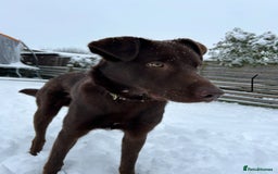 Mixed Breed dogs for sale: Chocolate labrador x Welsh collie, 1 year old  - Image 2
