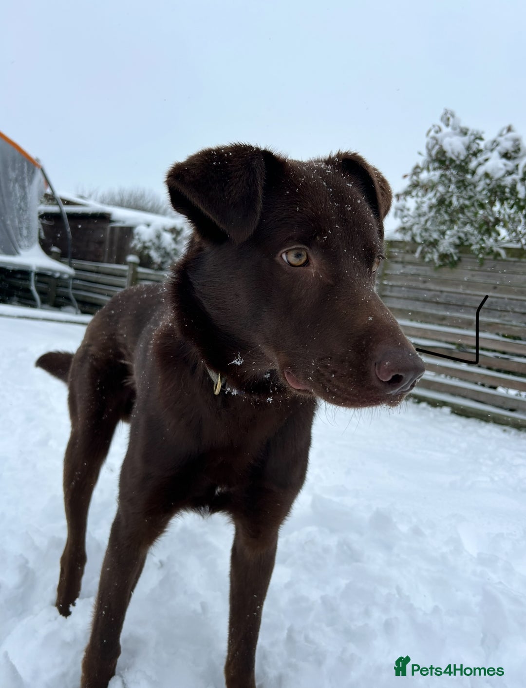 Mixed Breed dogs for sale: Chocolate labrador x Welsh collie, 1 year old  - Image 2