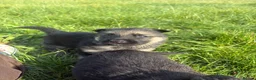 German Shepherd dogs for sale: 3 female German Shepard pups in Littleborough - Advert 10