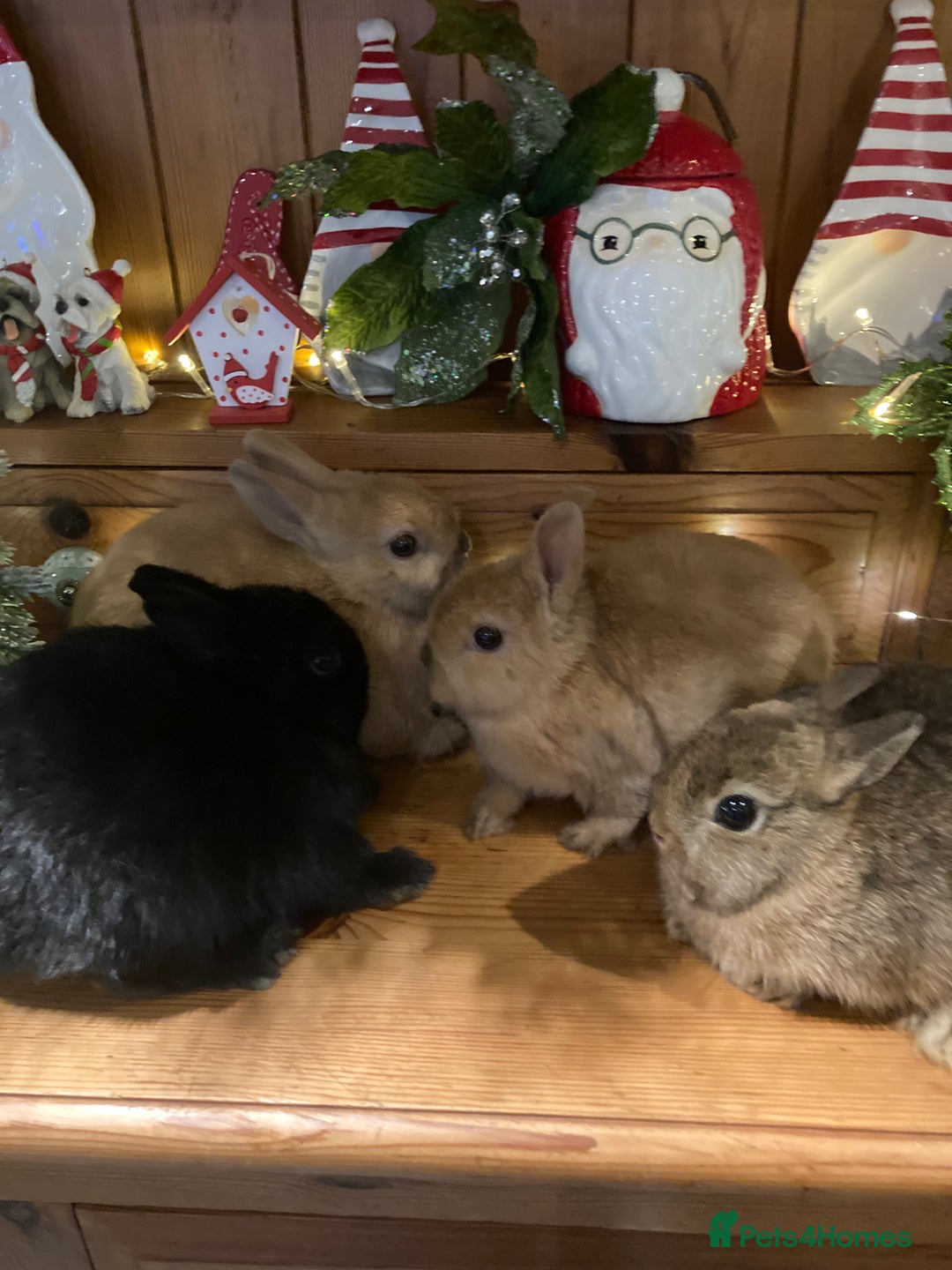 Netherland Dwarf rabbits for sale: Pure bred Netherland Dwarf Rabbits - Advert 10