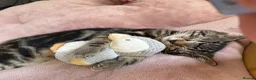 Abyssinian cats for sale: Absynnian tabby mix kittens 1 boy and 1 girl left in Margate - Advert 4