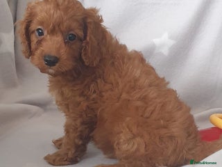 Cavapoo dogs - Advert 28