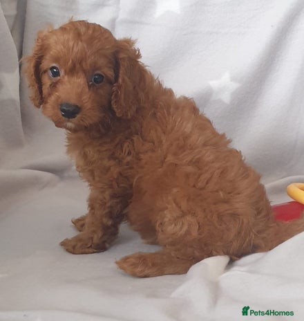 Cavapoo dogs - Advert 3