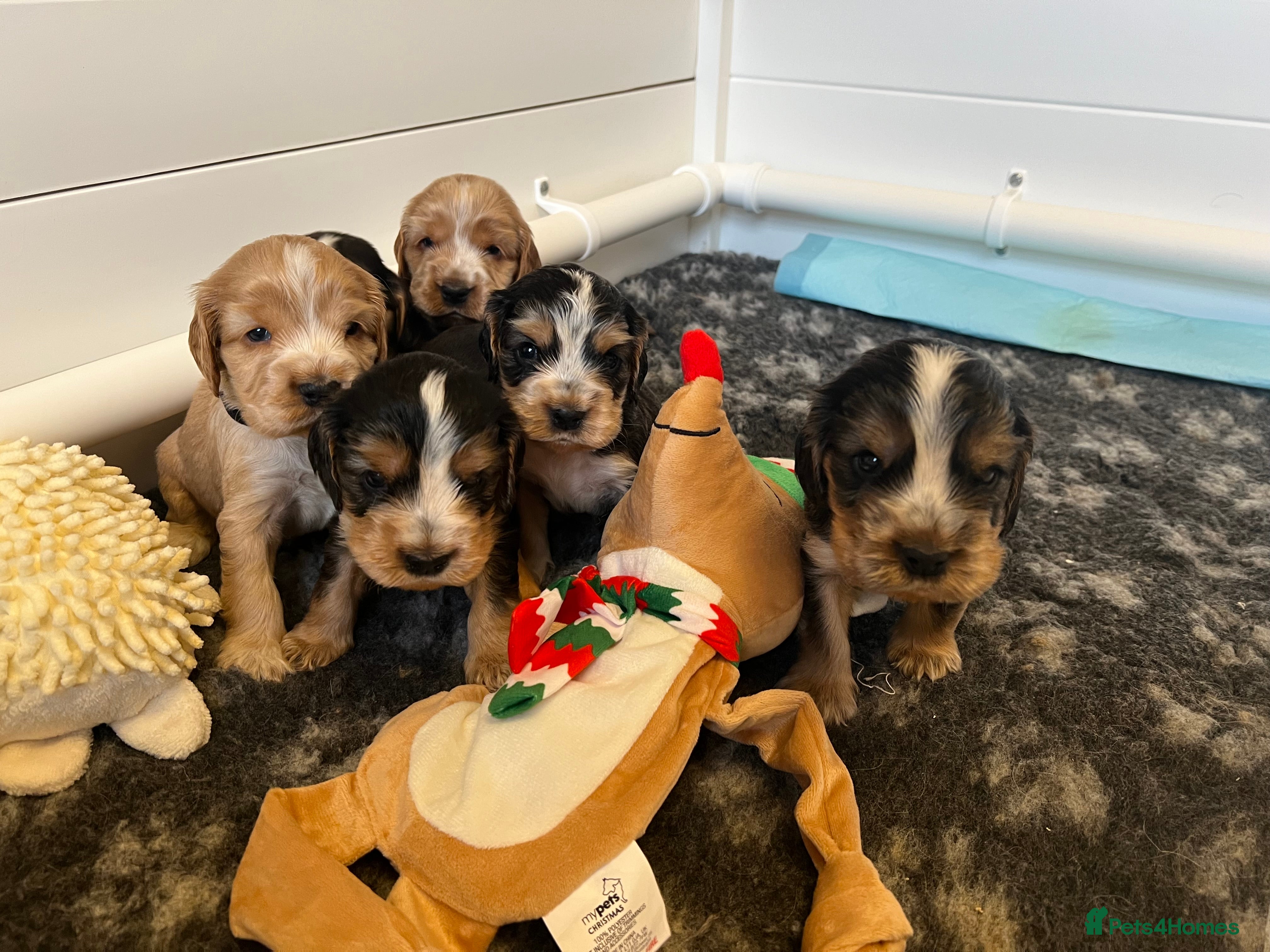 Cocker Spaniel dogs Exceptional Health Tested Show Cocker Spaniel - Advert 1