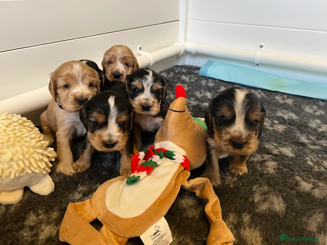 Cocker Spaniel dogs for sale: Exceptional Health Tested Show Cocker Spaniel - Advert 5