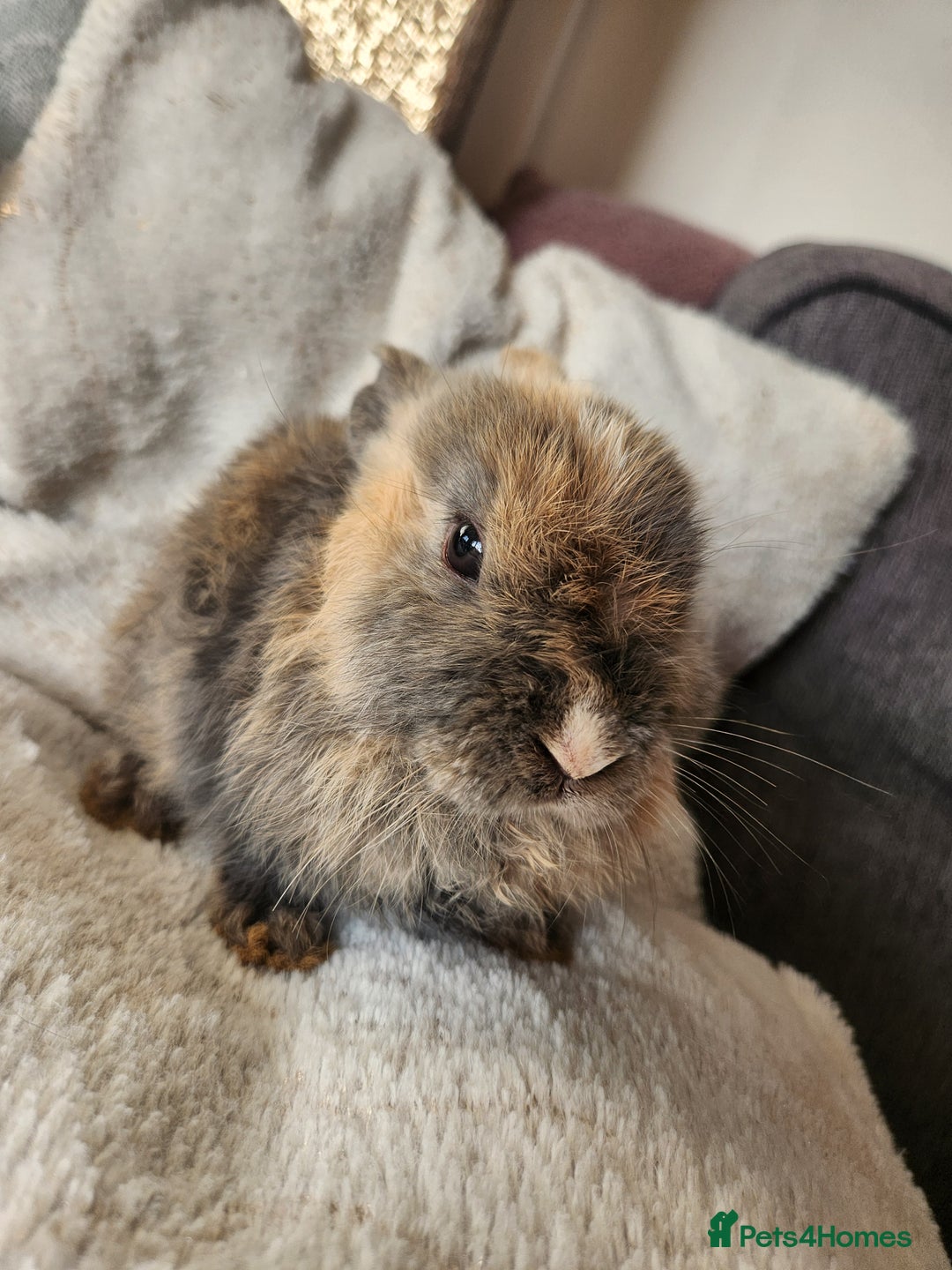 Lionhead rabbits for sale: Cute baby bunnies. Lionheads need a loving home.  - Advert 8