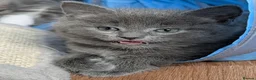 Mixed Breed cats for sale: 6 Maine coon cross domestic short hair kittens  - Advert 15