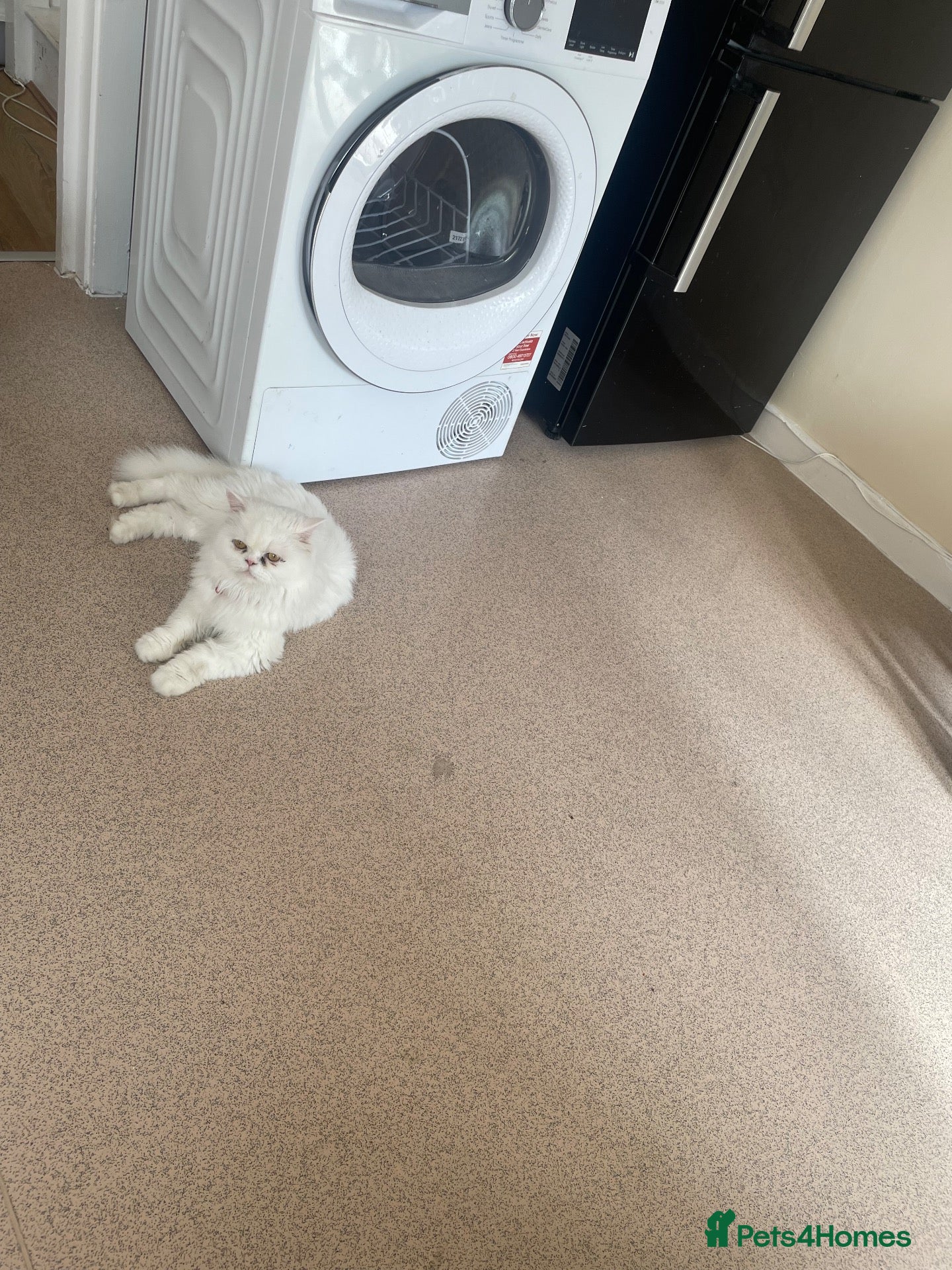 Mixed Breed cats  Persian kittens for sale  - Advert 13