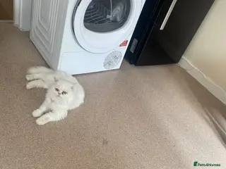 Mixed Breed cats Persian kittens for sale - Advert 13