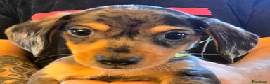 Yellow boy