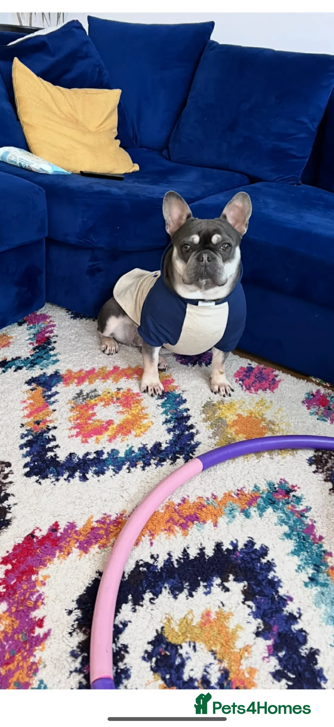 French Bulldog dogs for sale: Ova and Gucci in Hemel Hempstead - Advert 6