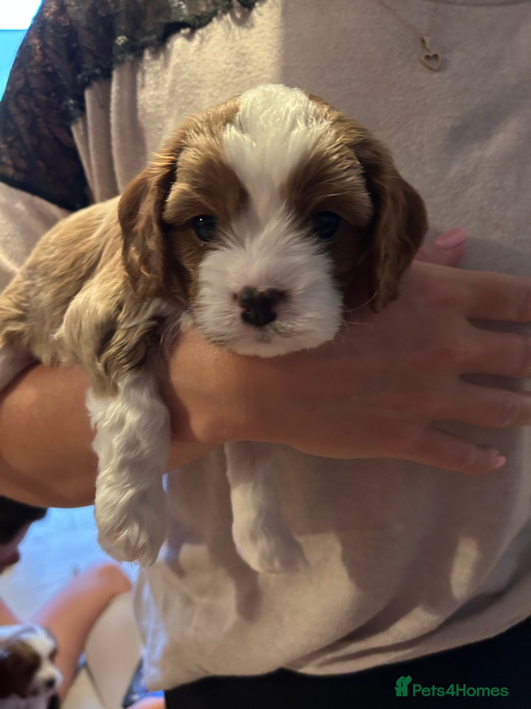 Cavapoo dogs for sale: Stunning Cavapoo puppies  - Image 16