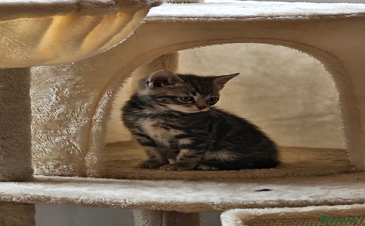Mixed Breed cats - Advert 14