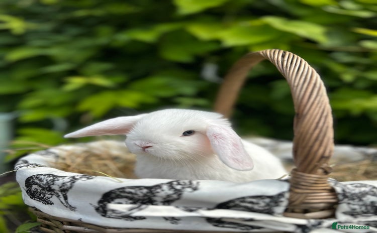 Mini Lop rabbits - Advert 12