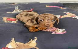 Dachshund dogs for sale: Dachshund puppies  - Image 7
