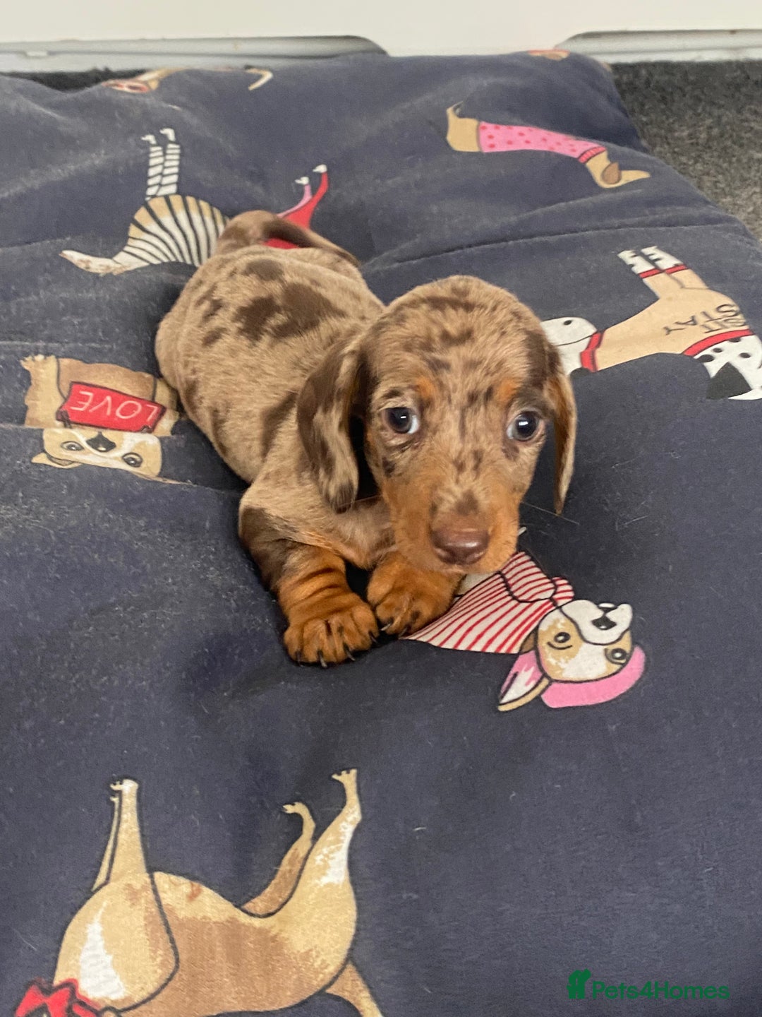 Dachshund dogs for sale: Dachshund puppies  - Image 7