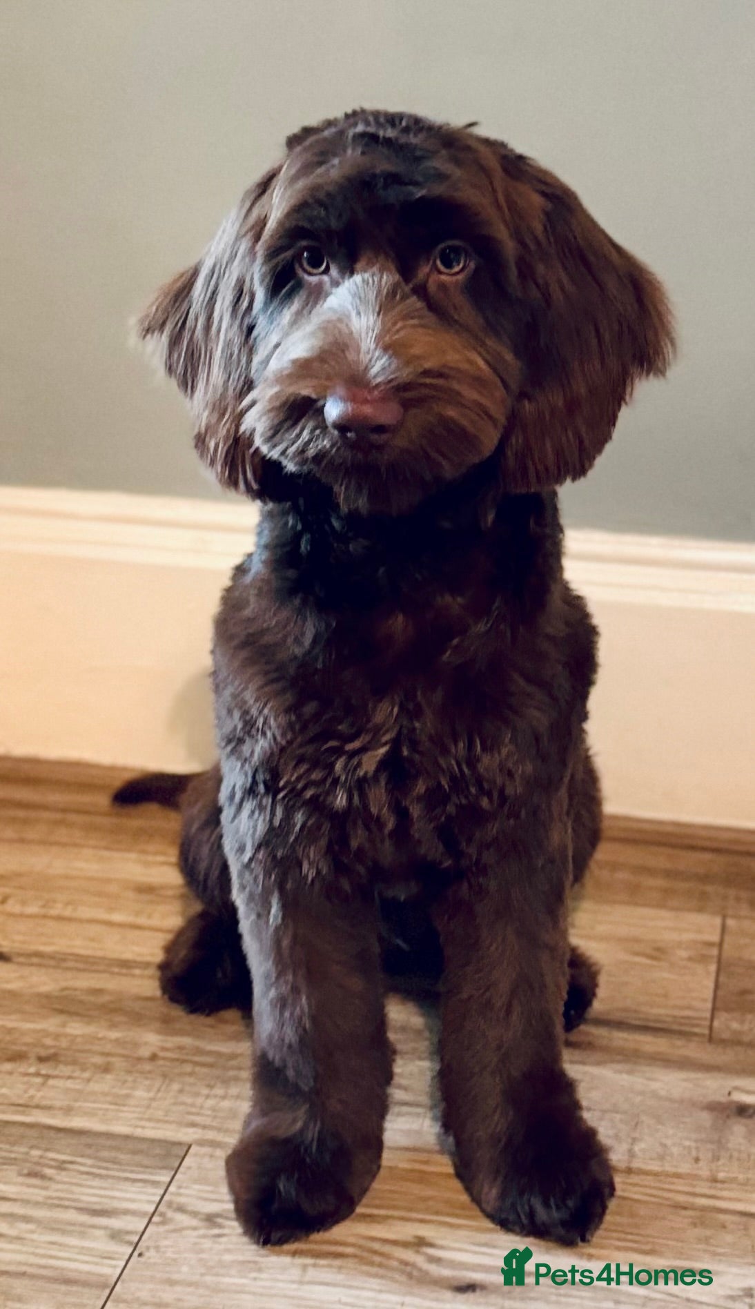 Cockapoo dogs 10 month old Cockapoo  - Advert 1