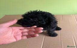 Bedlington Terrier dogs for sale: Bedlington terriers pups - Image 3