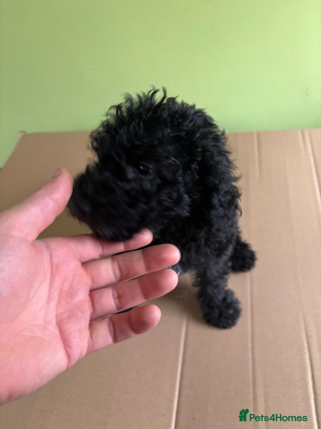 Bedlington Terrier dogs for sale: Bedlington terriers pups - Image 3