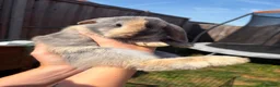 Mini Lop rabbits for sale: Harlequin Mini Lops  in Chesterfield - Advert 3