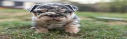 English Bulldog dogs for sale: Stunning KC reg English Bulldog puppies. in Newbury - Advert 19