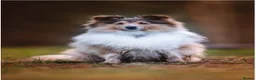 Shetland Sheepdog dogs for sale: STUNNING SHELTIE PUPPIES **KC REG** - Advert 3