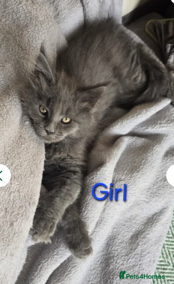 Maine Coon cats Maine coon kittens  - Advert 10