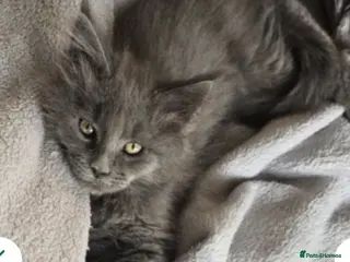 Maine Coon cats Maine coon kittens - Advert 10