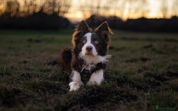 Border Collie dogs for stud: Chase - red & white BC for stud - Image 1