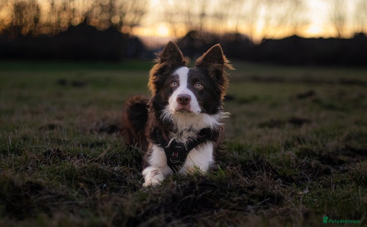 Border Collie dogs - Advert 1