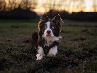 Border Collie dogs - Advert 3