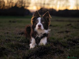 Border Collie dogs Chase border collie for stud PROVEN/HEALTH TESTED - Advert 4