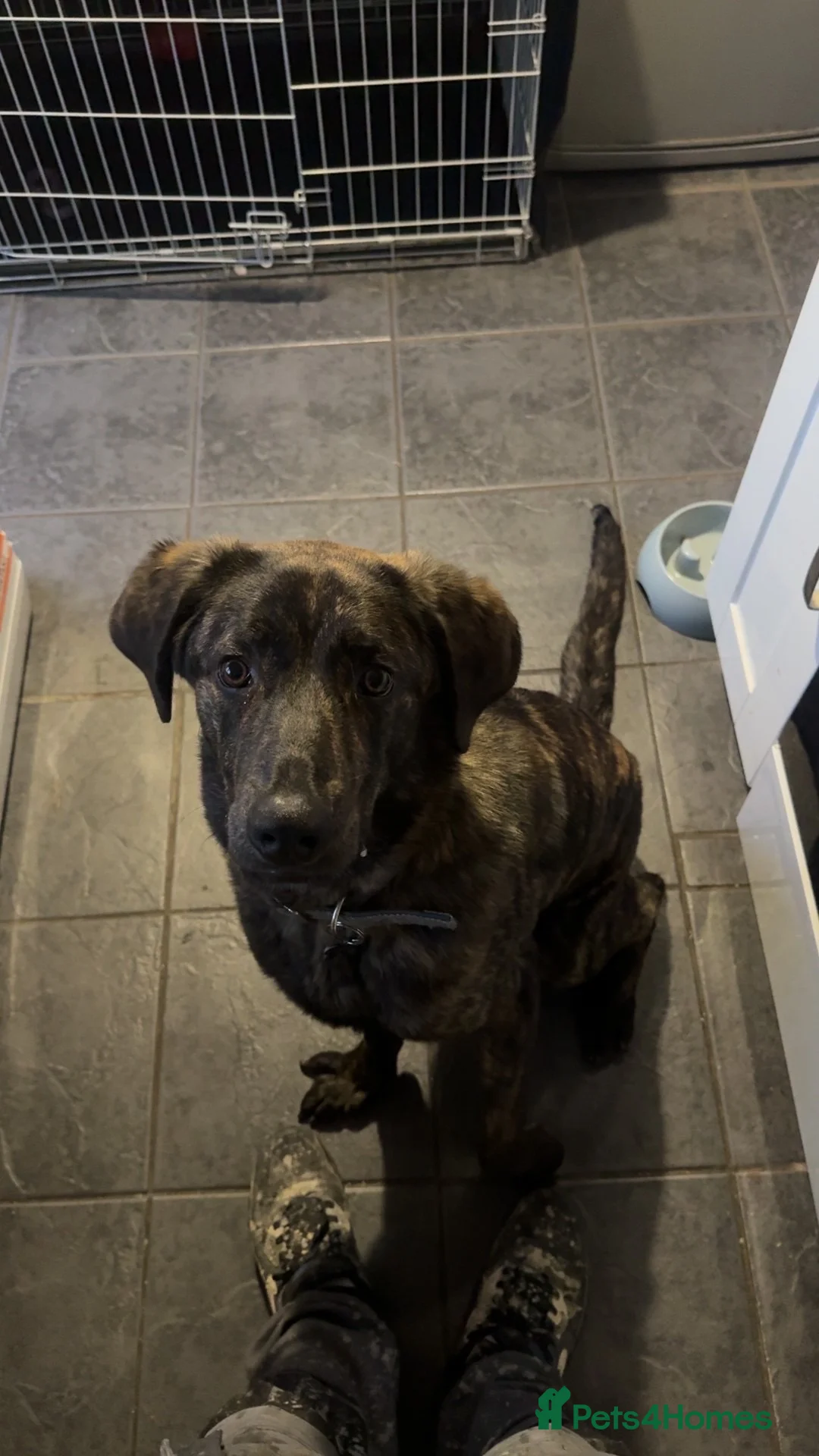Mixed Breed dogs for sale: 10 Month old Male Castro Laboreiro in Sleaford - Advert 2