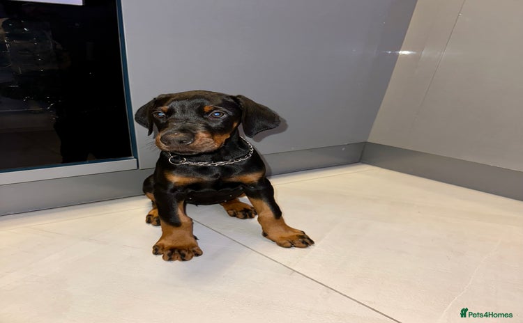 Dobermann dogs - Advert 1