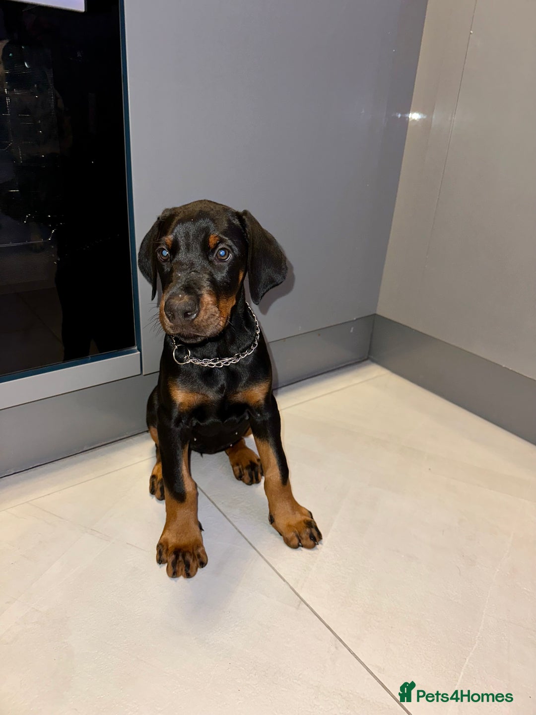 Dobermann dogs for sale: Pregnancy Confirmed - European Doberman Puppies - Image 1