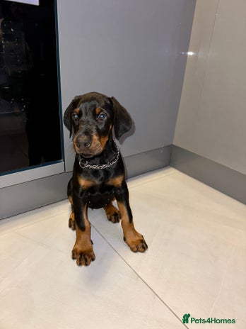 Dobermann dogs - Advert 2