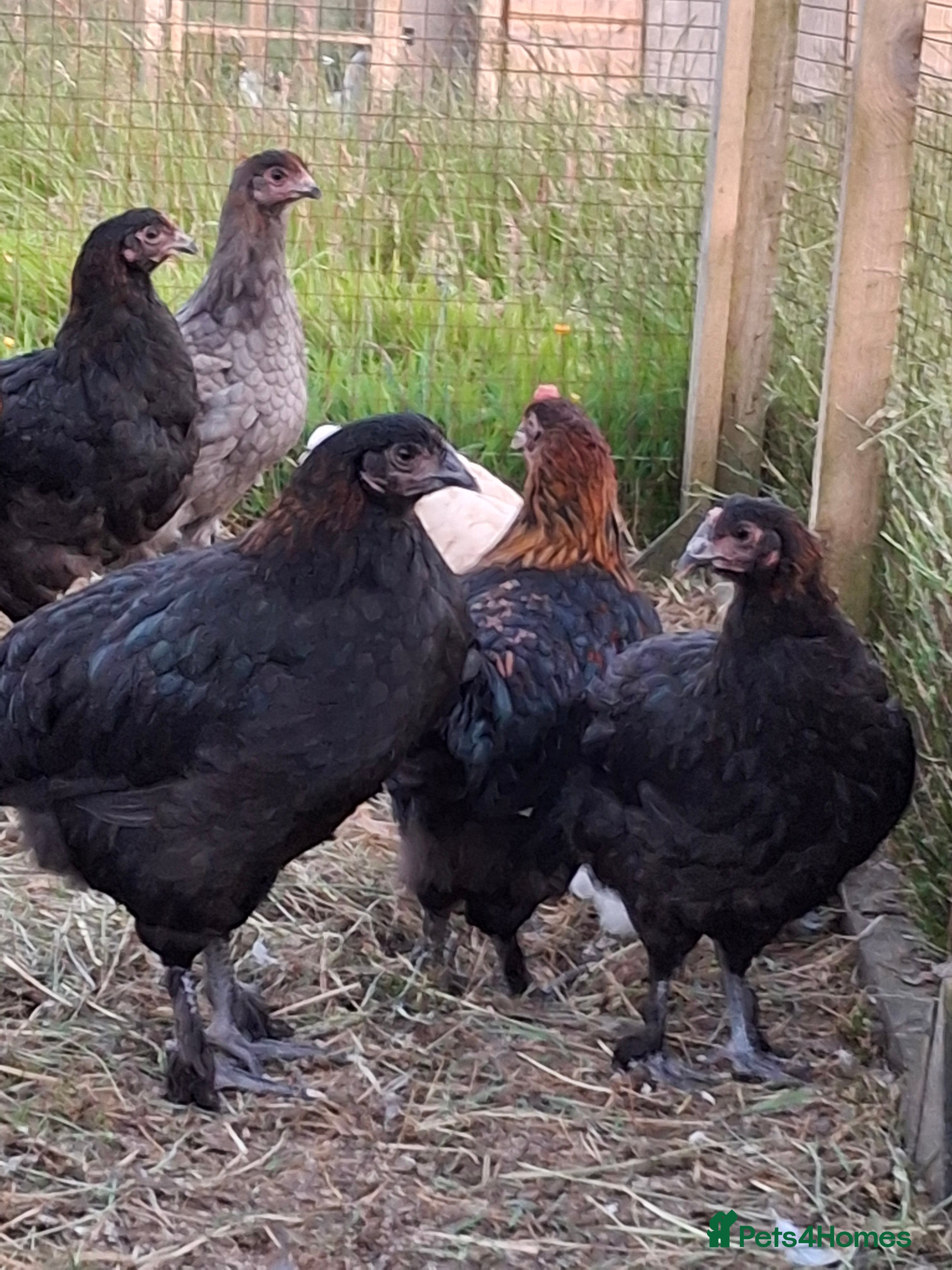 Chickens poultry Black copper marans - Advert 15