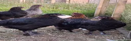 Chickens poultry for sale: Black copper marans and Red Dorkings - Advert 5