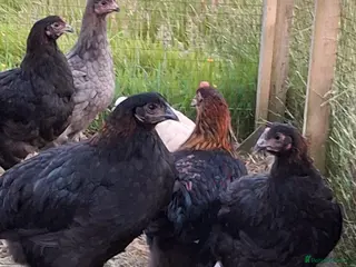 Chickens poultry Black copper marans - Advert 15