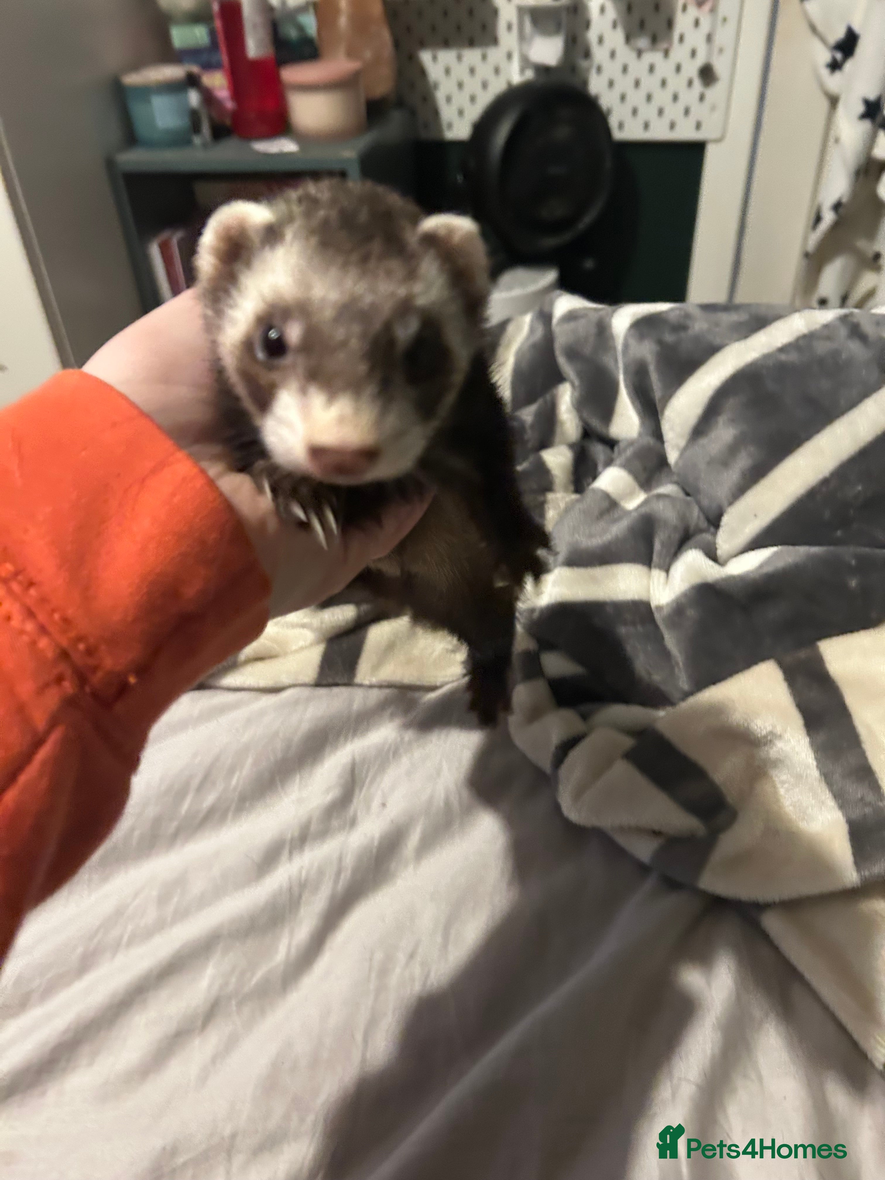 Ferret rodents Female ferret needs rehoming  - Advert 9