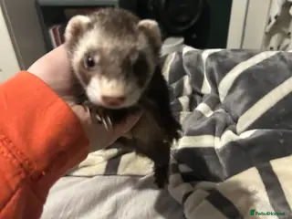 Ferret rodents RESERVED Female ferret needs rehoming - Advert 5