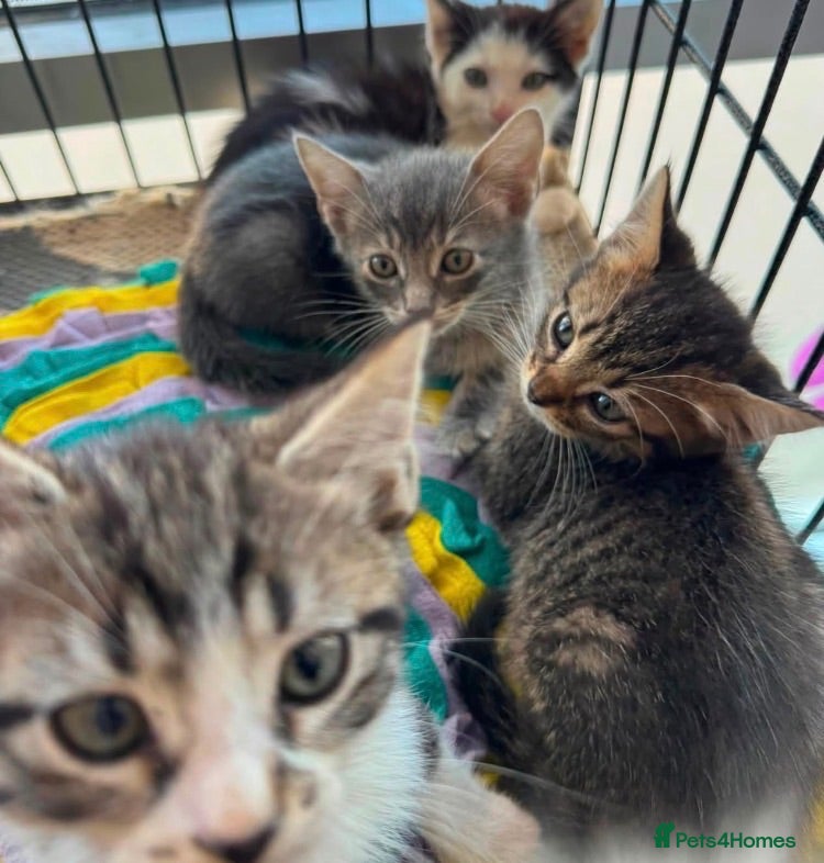 Mixed Breed cats Kittens for sale  - Advert 14