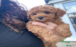 Cavapoochon dogs for sale: Cavapoochon  - Image 3