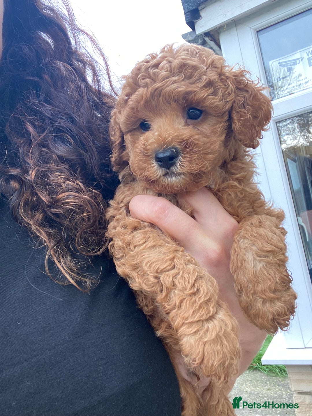 Cavapoochon dogs for sale: Cavapoochon  - Image 3