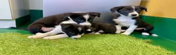 Border Collie dogs for sale: Border Collies puppies available  - Advert 11
