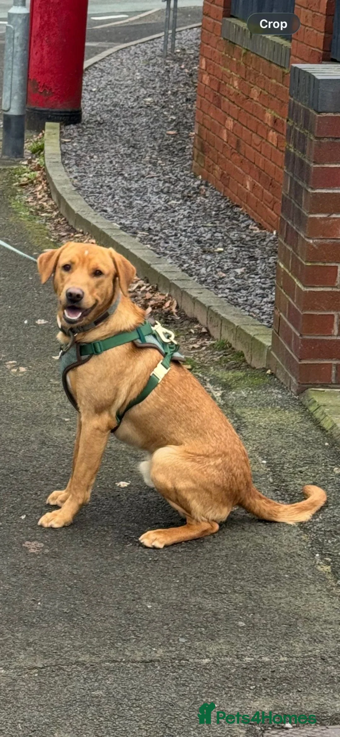 Labrador Retriever dogs for sale: Fox red Labrador for rehoming in Wolverhampton - Advert 3