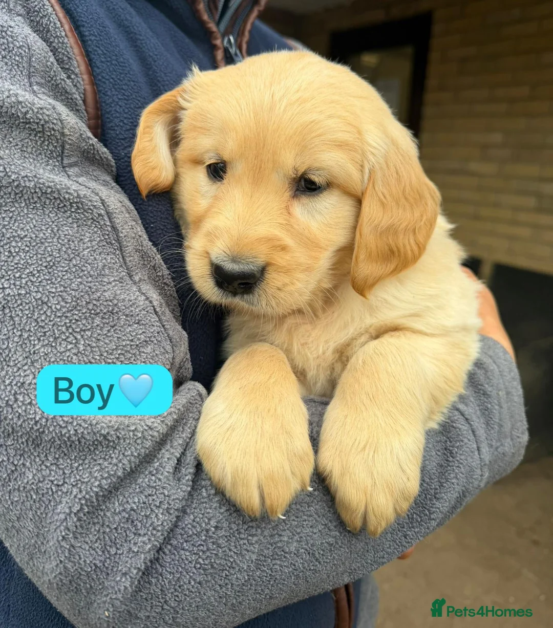 Golden Retriever dogs for sale: KC registered Golden Retriever puppies - Advert 2