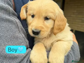 Golden Retriever dogs KC registered Golden Retriever puppies - Advert 6